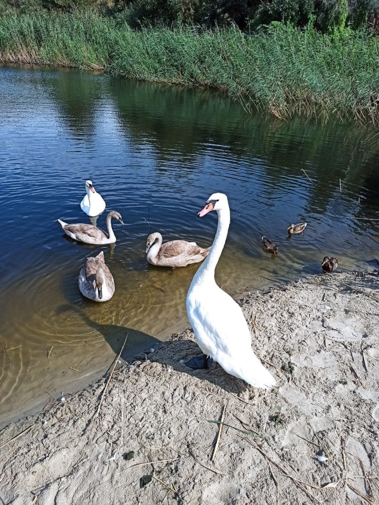Пляжи Калининграда: Полный гид по лучшим местам для отдыха