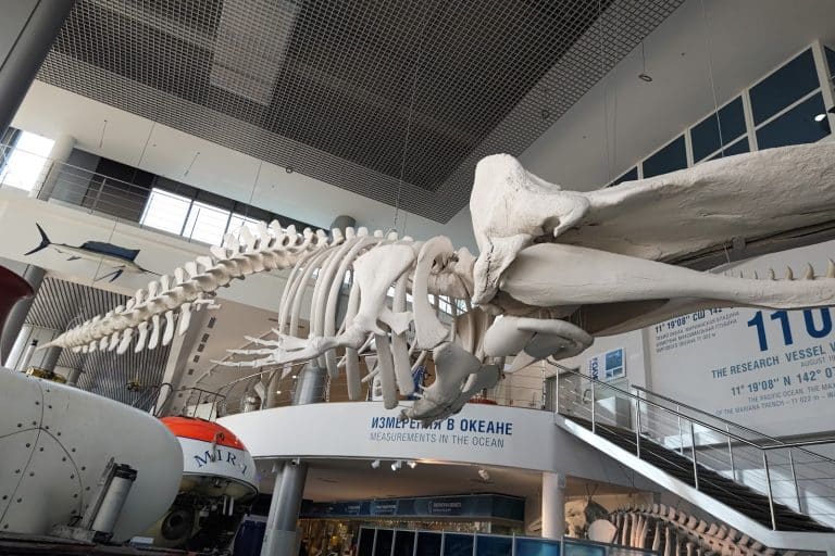 Лучшие развлечения Калининграда: от парка миниатюр до музея приставок