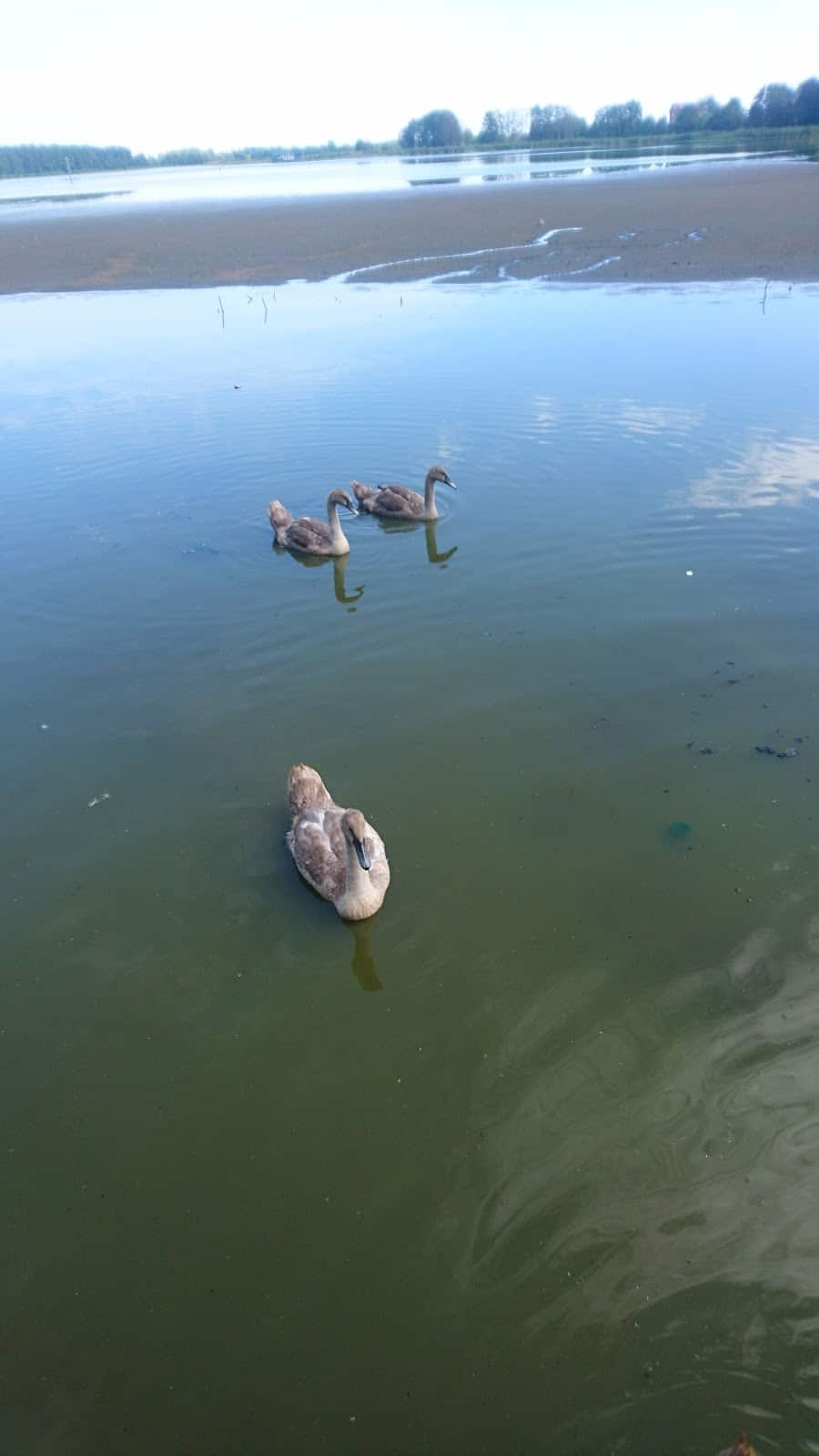 Пляж озера Чайка (Куршская коса, Калининградская область, Россия)