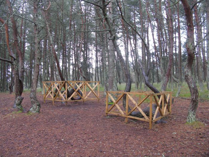 Танцующий лес