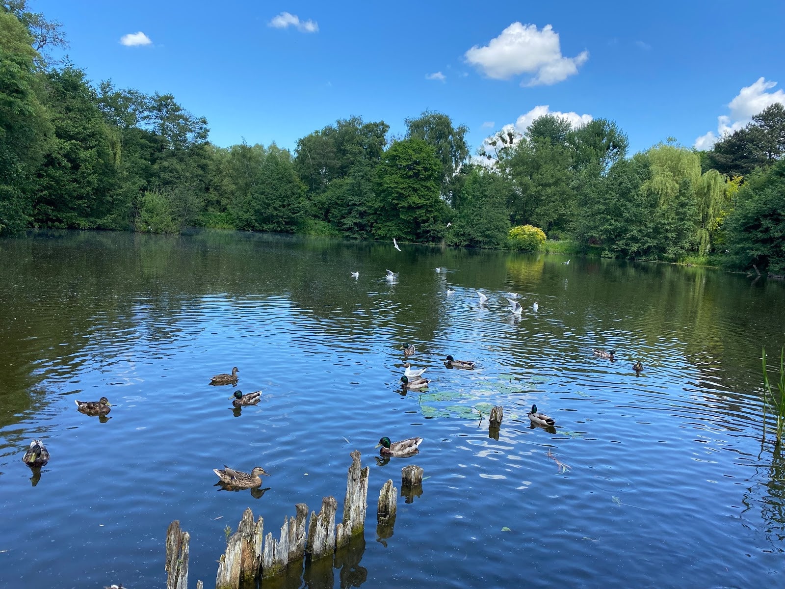 Весна в Калининграде: пробуждение природы и фестивали