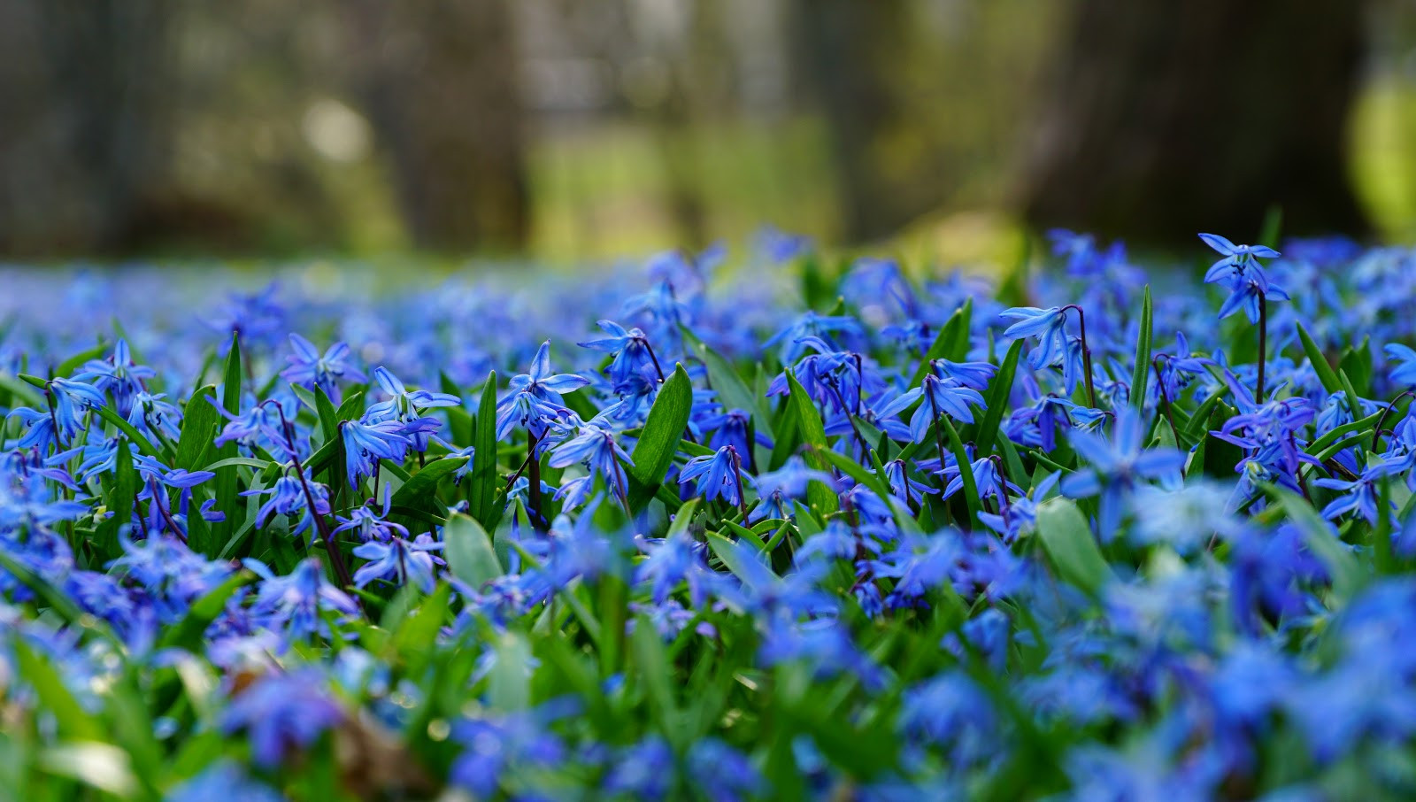 Калининград в апреле: время цветения и праздников