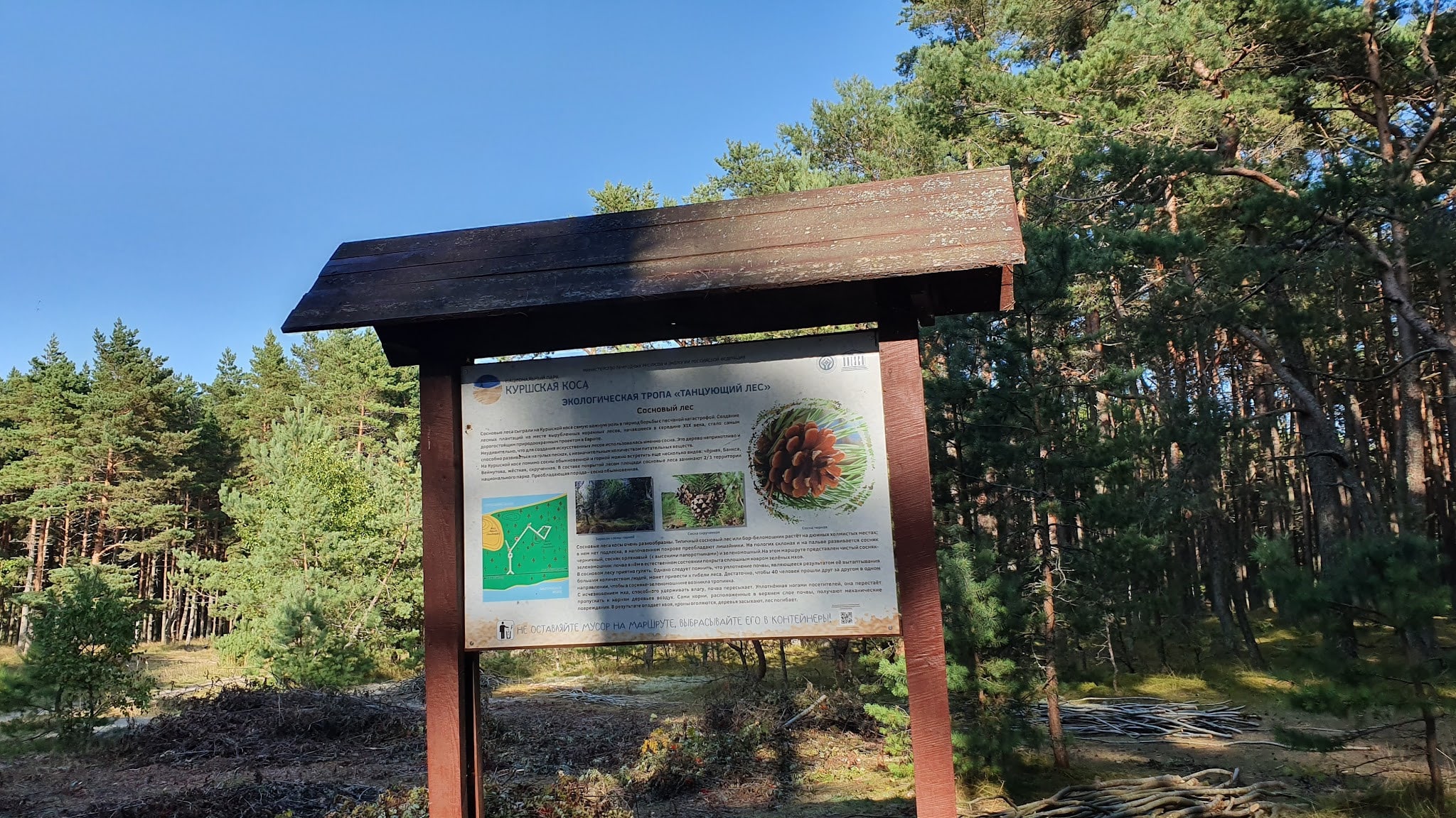 Танцующий лес